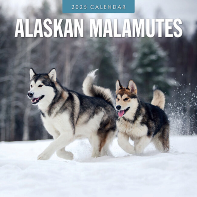 Alaskan Malamute Calendar 2025