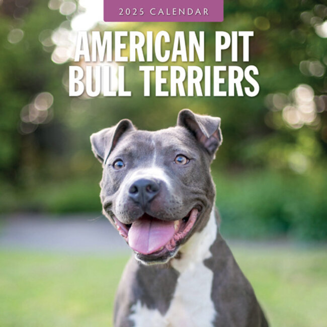 American Pit Bull Terrier Calendar 2025