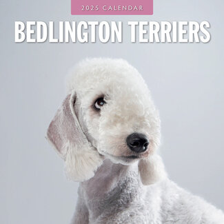 Red Robin Bedlington Terrier Calendar 2025