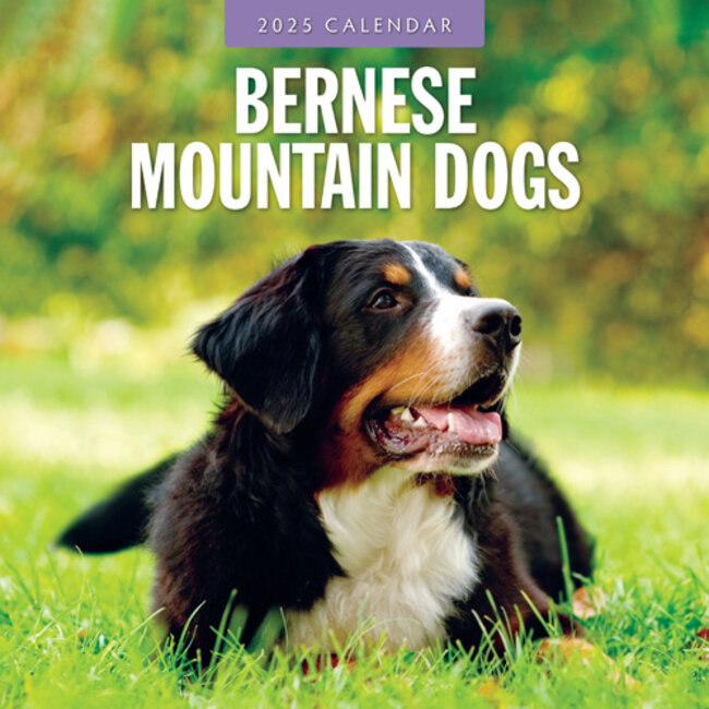 Red Robin Bernese Mountain Dog Calendar 2025