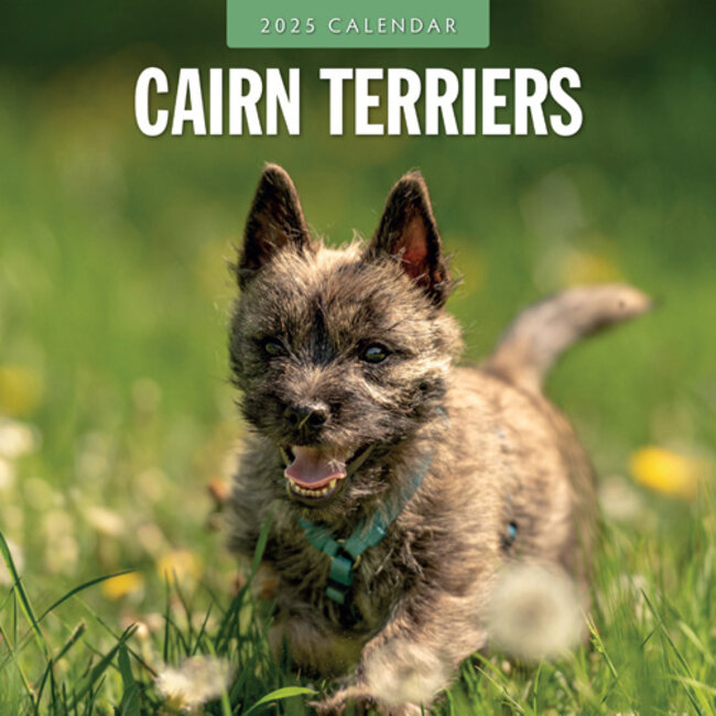 Cairn Terrier Calendar 2025