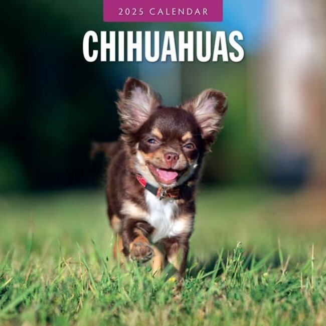 Red Robin Chihuahua Calendar 2025