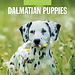 Red Robin Dalmatian Puppies Calendar 2025