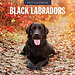 Red Robin Labrador Retriever Black Calendar 2025