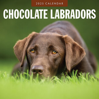 Red Robin Labrador Retriever Brown Calendar 2025