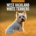 Red Robin West Highland White Terrier Kalender 2025