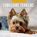 Red Robin Yorkshire Terrier Calendar 2025