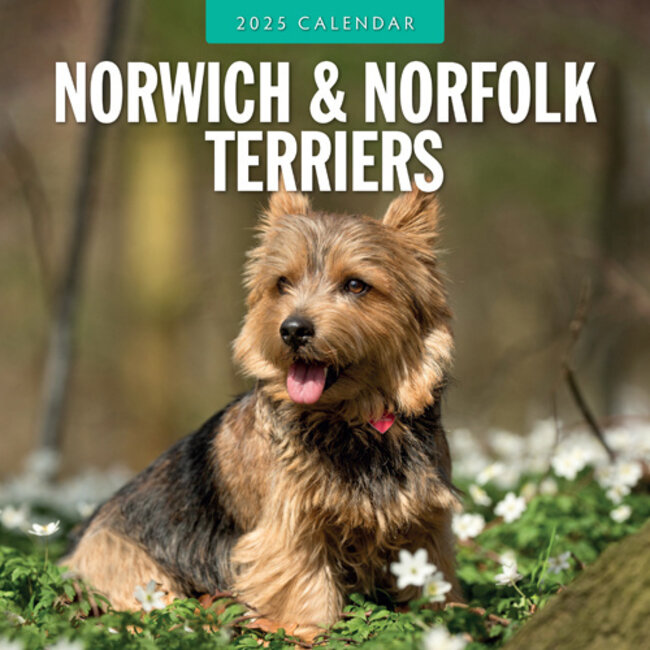 Norwich und Norfolk Terrier Kalender 2025