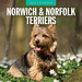 Red Robin Norwich en Norfolk Terrier Kalender 2025
