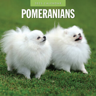 Red Robin Pomeranian Kalender 2025