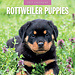 Red Robin Rottweiler Puppies Kalender 2025