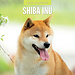 Red Robin Shiba Inu Calendar 2025