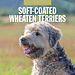 Red Robin Softcoated Wheaten Terrier Calendar 2025
