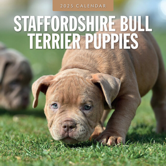 Red Robin Staffordshire Bull Terrier Puppies Kalender 2025