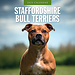 Red Robin Staffordshire Bull Terrier Calendar 2025