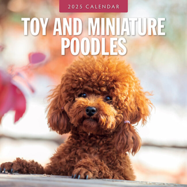 Toy and Miniature Poodle Calendar 2025