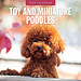 Red Robin Toy and Miniature Poodle Calendar 2025