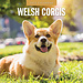 Red Robin Welsh Corgi Calendar 2025