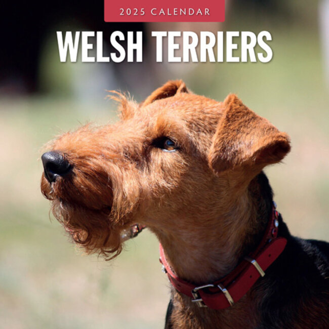 Welsh Terrier Calendar 2025