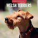 Red Robin Welsh Terrier Calendar 2025