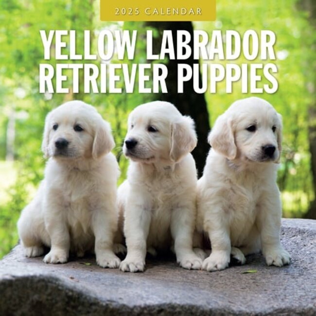 Labrador Retriever Blonde Puppies Calendar 2025
