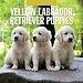 Red Robin Labrador Retriever Blond Puppies Kalender 2025