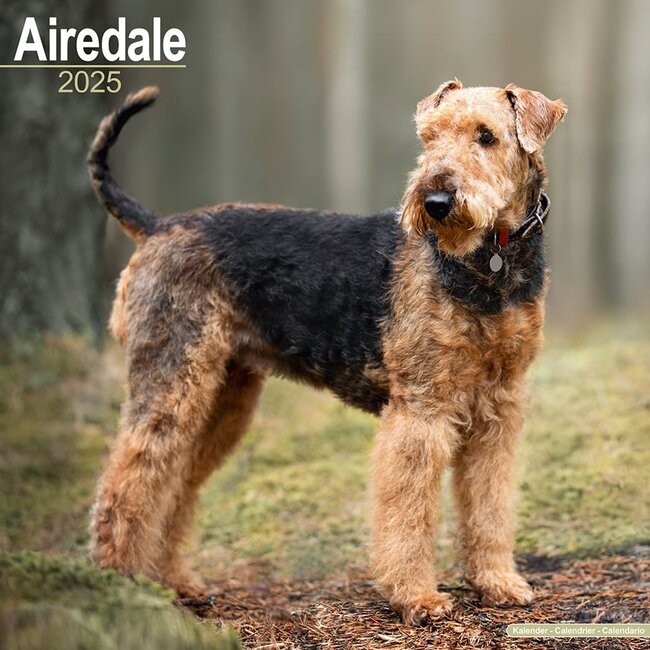 Airedale Terrier Calendar 2025