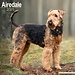 Avonside Airedale Terrier Calendar 2025