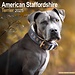 Avonside American Staffordshire Terrier Calendar 2025
