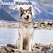 Avonside Alaskan Malamute Kalender 2025