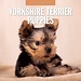 Red Robin Yorkshire Terrier Puppies Calendar 2025