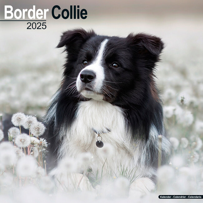 Avonside Border Collie Kalender 2025