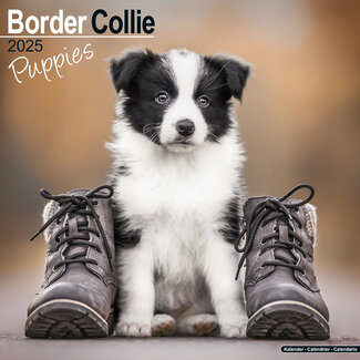 Avonside Border Collie Calendar Puppies 2025