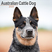 Avonside Australian Cattle Dog Kalender 2025