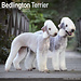 Avonside Bedlington Terrier Calendar 2025