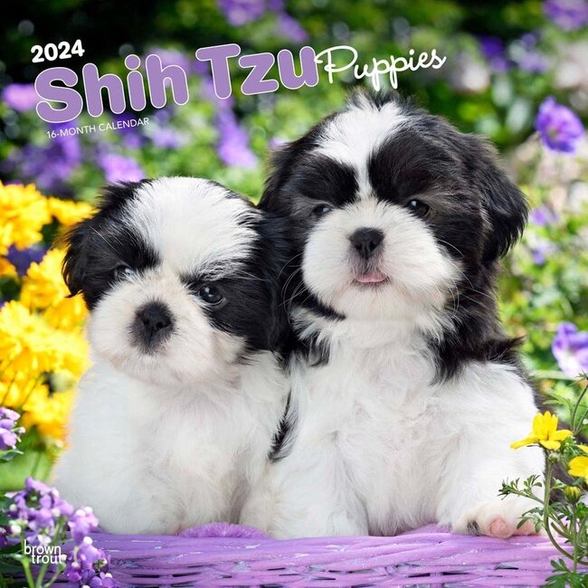 Browntrout Shih Tzu Puppies Calendar 2024 Shopcalendars Com   Shih Tzu Puppies Calendar 2024 