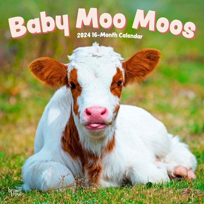 Baby Moo Moos Kalender 2024