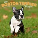Browntrout Boston Terrier Puppies Kalender 2024