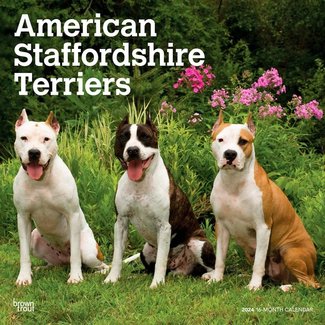 Browntrout American Staffordshire Terrier Calendar 2024
