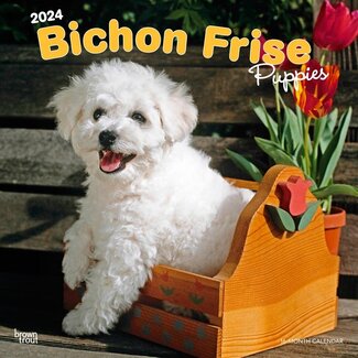 Browntrout Bichon Frise Puppies Kalender 2024
