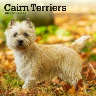 Browntrout Cairn Terrier Kalender 2024