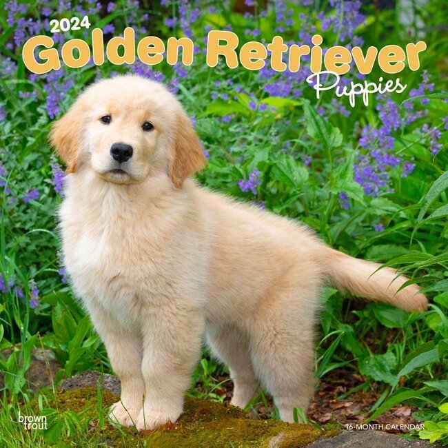 Browntrout Golden Retriever Puppies Kalender 2024