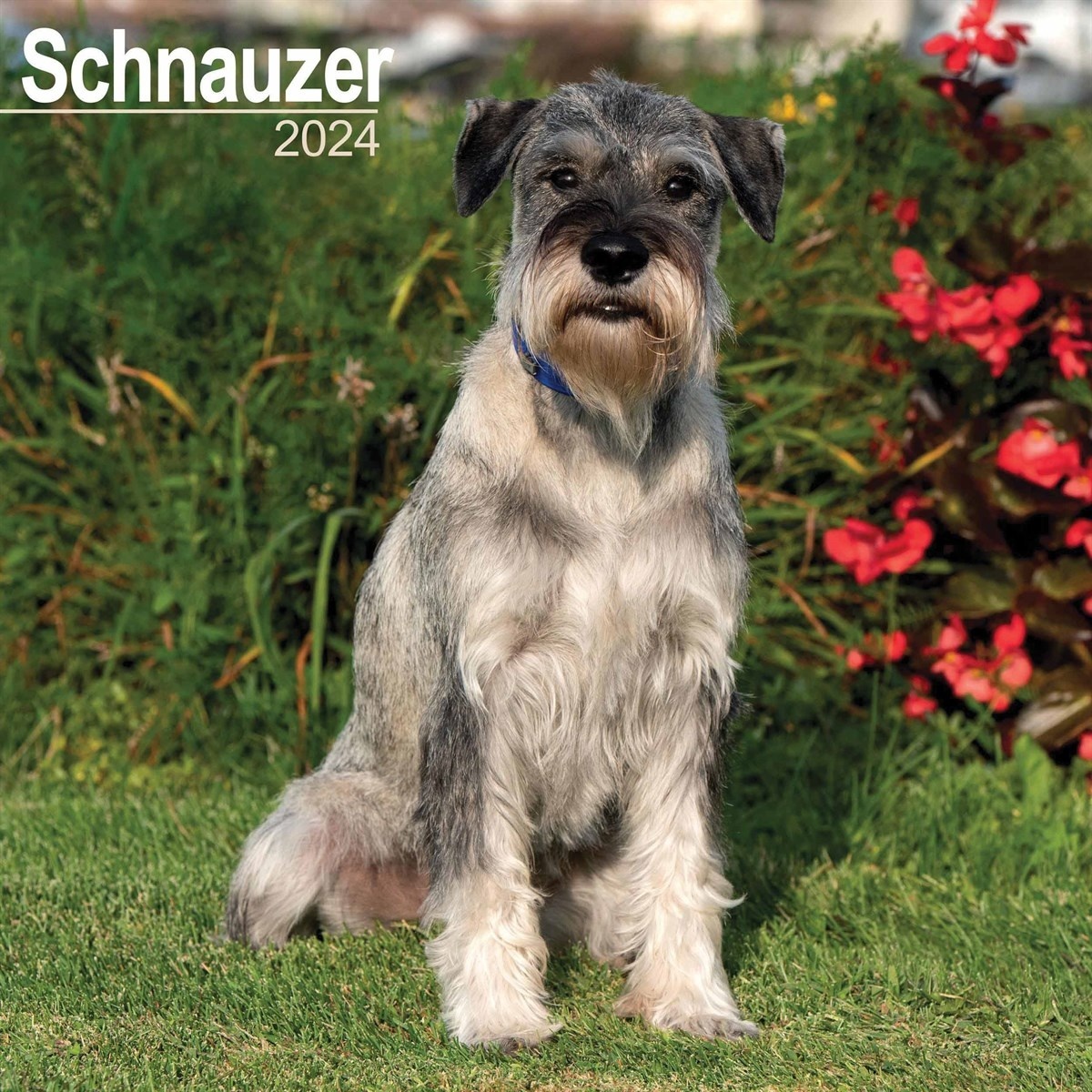 Comprar Calendario Schnauzer 2024 Orden fácilmente en línea