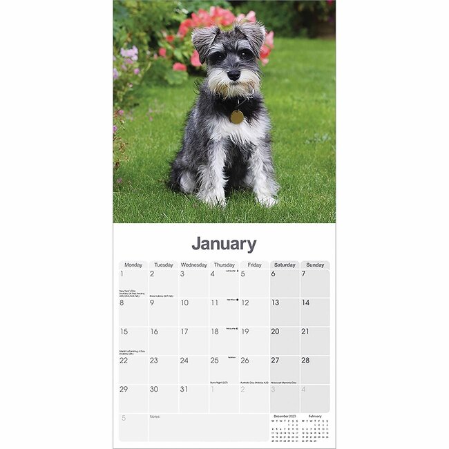 Comprar Calendario Schnauzer 2024 Orden fácilmente en línea