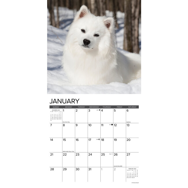 American Eskimo Calendar 2024 Buy Order easily online