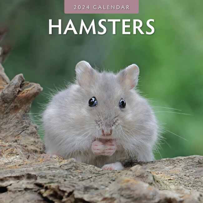 Buy Hamster Calendar 2024? Quick and easy online
