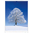 Trees - Trees Calendar 2025