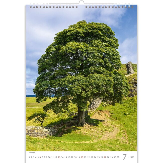 Buying Trees Trees Calendar 2025? Quick and easy online