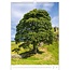 Trees - Trees Calendar 2025