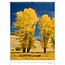 Trees - Trees Calendar 2025